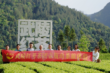 武陵红“考茶团”壶瓶山茶旅体验